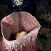 scorpionfish_tasseled_khp_lan_v_0501_tha5141.jpg